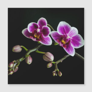 Orchid pinkfarbene weiße Farbe auf schwarz blass s Magnetkarte