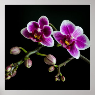 Orchid pinkfarbene weiße Farbe auf schwarz blass s Poster