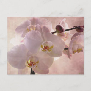 Orchid Postacrd Postkarte