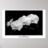 Orchid Poster (Vorne)