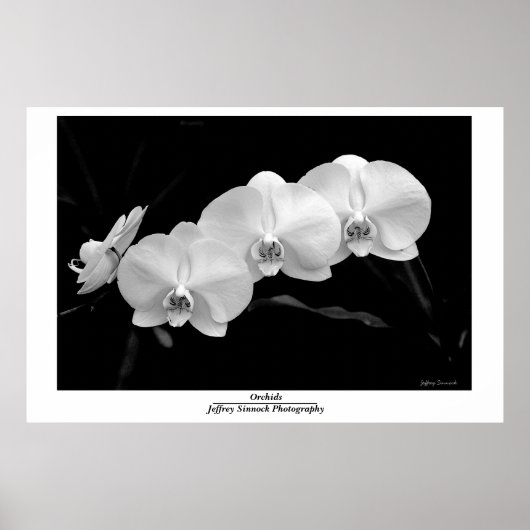 Orchid Poster (Vorne)