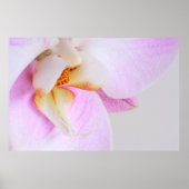 Orchid Poster (Vorne)
