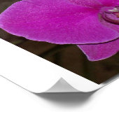 Orchid Poster (Ecke)