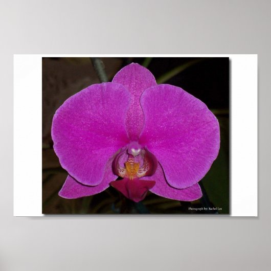 Orchid Poster (Vorne)