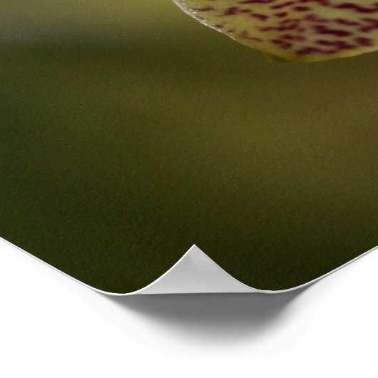 Orchid Poster (Ecke)