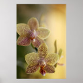 Orchid Poster (Vorne)