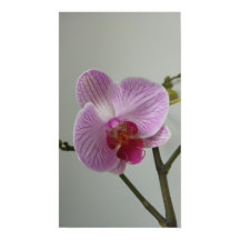 Orchid Poster