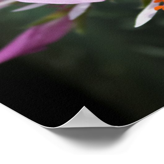 Orchid Poster (Ecke)