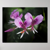 Orchid Poster (Vorne)