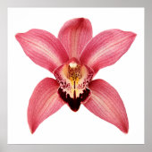 Orchid Poster (Vorne)