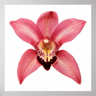 Orchid Poster