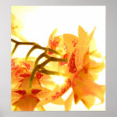 Orchid Poster (Vorne)