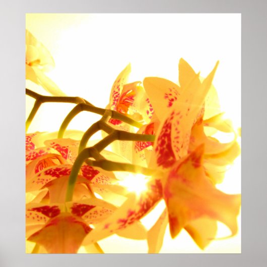 Orchid Poster (Vorne)