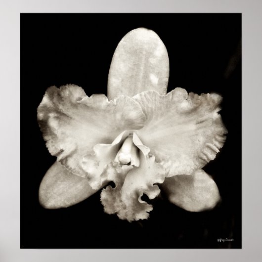 Orchid Poster (Vorne)