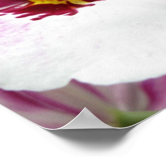 ORCHID POSTER (Ecke)