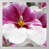 ORCHID POSTER (Vorne)