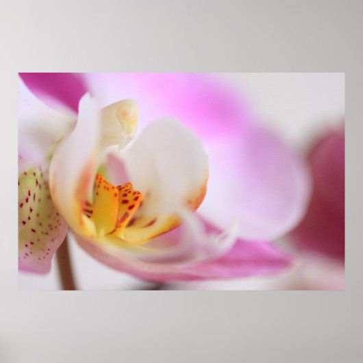 Orchid Poster (Vorne)