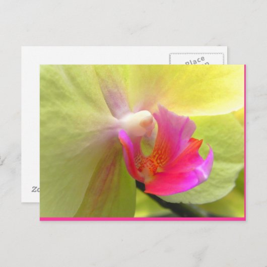 Orchid Postkarte (Vorne/Hinten)