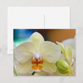 Orchid Postkarte (Vorne/Hinten)