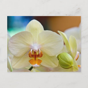 Orchid Postkarte