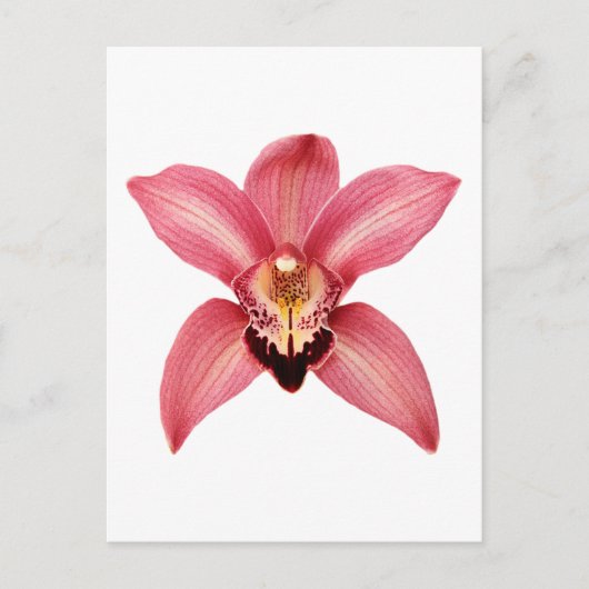 Orchid Postkarte (Vorderseite)