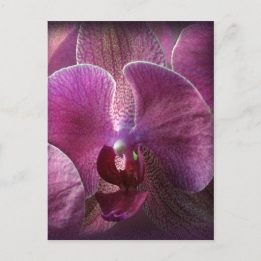 Orchid Postkarte (Vorderseite)