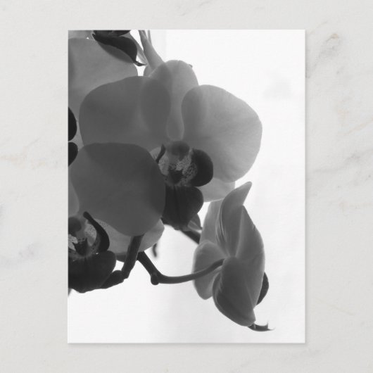 Orchid Postkarte (Vorderseite)