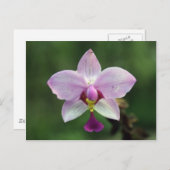 Orchid Postkarte (Vorne/Hinten)