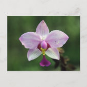 Orchid Postkarte (Vorderseite)