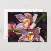 Orchid Postkarte (Vorne/Hinten)