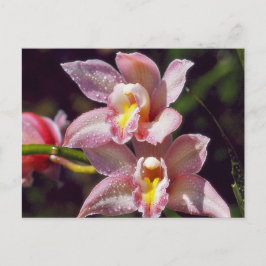 Orchid Postkarte