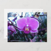 Orchid Postkarte (Vorne/Hinten)