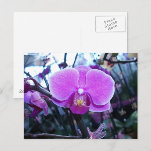 Orchid Postkarte (Vorne/Hinten)