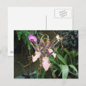 Orchid Postkarte (Vorne/Hinten)