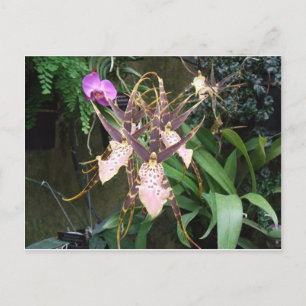 Orchid Postkarte