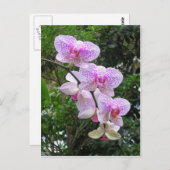 Orchid Postkarte (Vorne/Hinten)