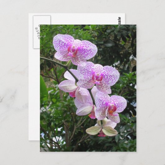 Orchid Postkarte (Vorne/Hinten)