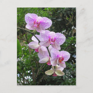 Orchid Postkarte
