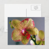 Orchid Postkarte (Vorne/Hinten)