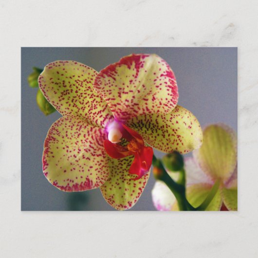 Orchid Postkarte (Vorderseite)