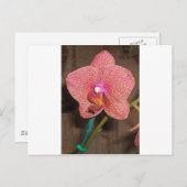 Orchid Postkarte (Vorne/Hinten)