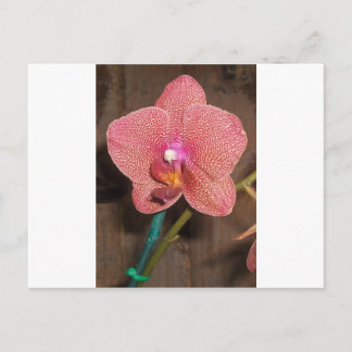 Orchid Postkarte