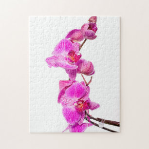 Orchid Puzzle
