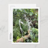 Orchid Room Strichmännchen 3 | Phipps Conservatory Postkarte (Vorne/Hinten)