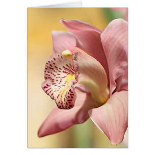 Orchid Single Pink Bloom Happy Oaster