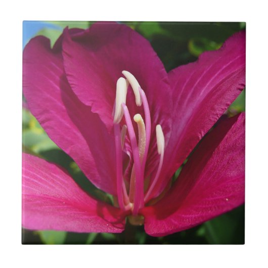 Orchid Tree Blossom Tropical Floral Fliese (Vorderseite)