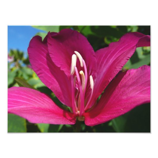 Orchid Tree Blossom Tropical Floral Fotodruck (Vorne)