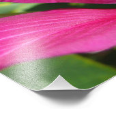 Orchid Tree Blossom Tropical Floral Fotodruck (Ecke)