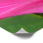 Orchid Tree Blossom Tropical Floral Poster (Ecke)