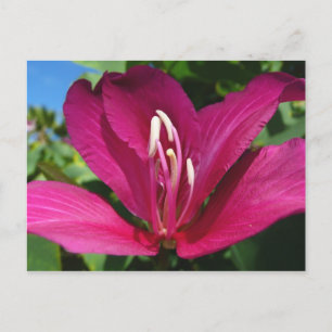Orchid Tree Blossom Tropical Floral Postkarte